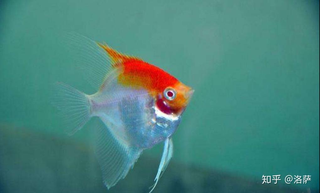 神仙鱼品种有哪些燕鱼品类鉴赏大全