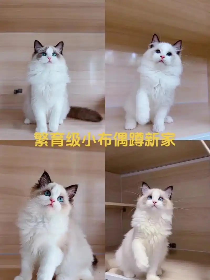 萌宠出道计划 #仙女猫 #每日吸猫 #抖一只小萌宠 #布偶仙女猫