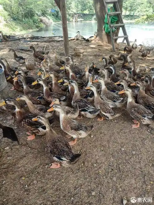 麻鸭,青头鸭,农家水塘散养,谷糠喂食!100天喂养!