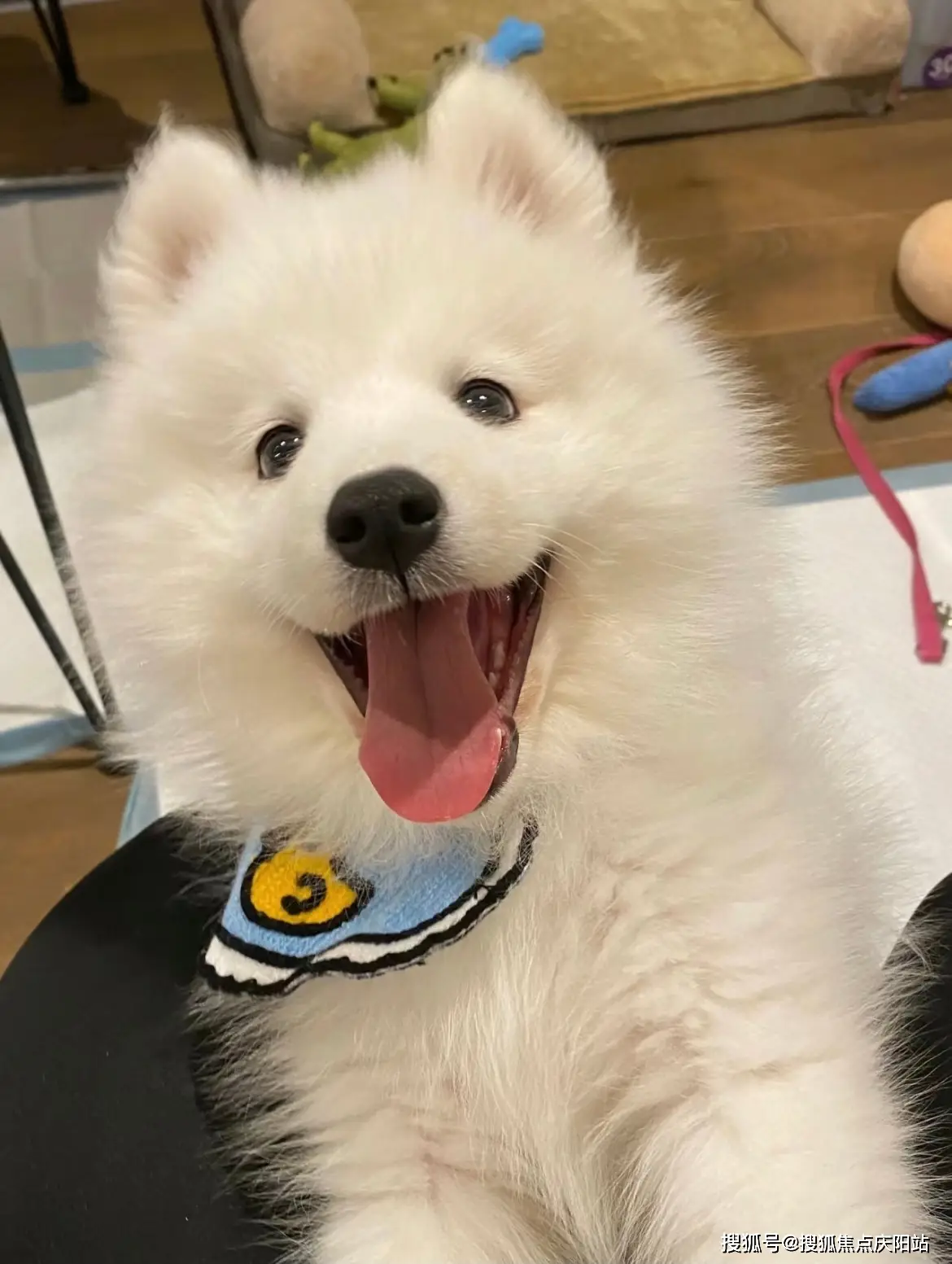 杭州买萨摩耶犬首页网站(杭州萧山区)哪里可以买到品相好的萨摩耶犬