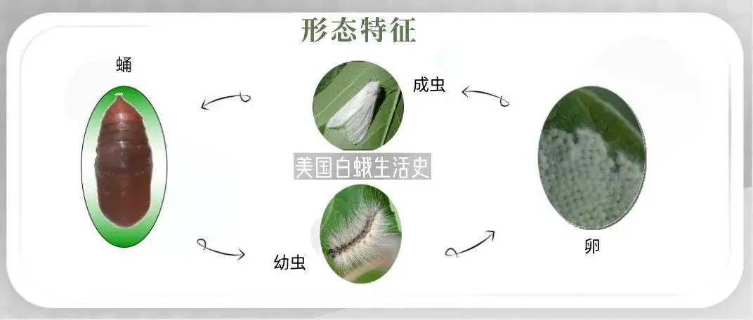 乐亭县被列入白蛾疫区