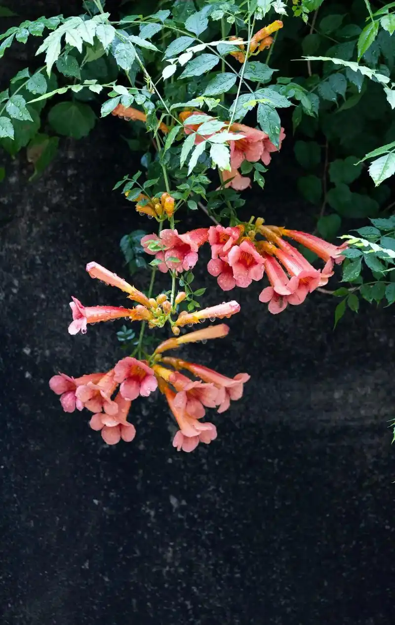 下面有四种凌霄花. 第一种是厚萼凌霄, 也叫美国凌霄, 原产美国东部