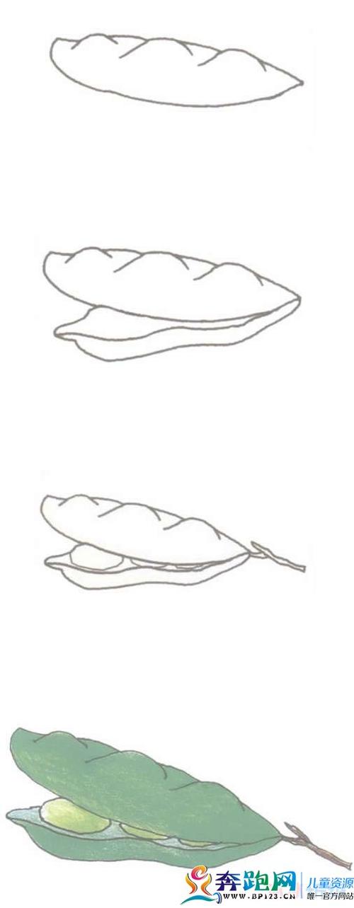 手绘豆角简笔画画法步骤教程