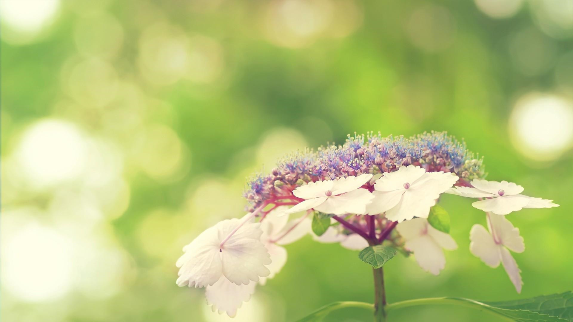 唯美小清新高清护眼植物桌面壁纸下载