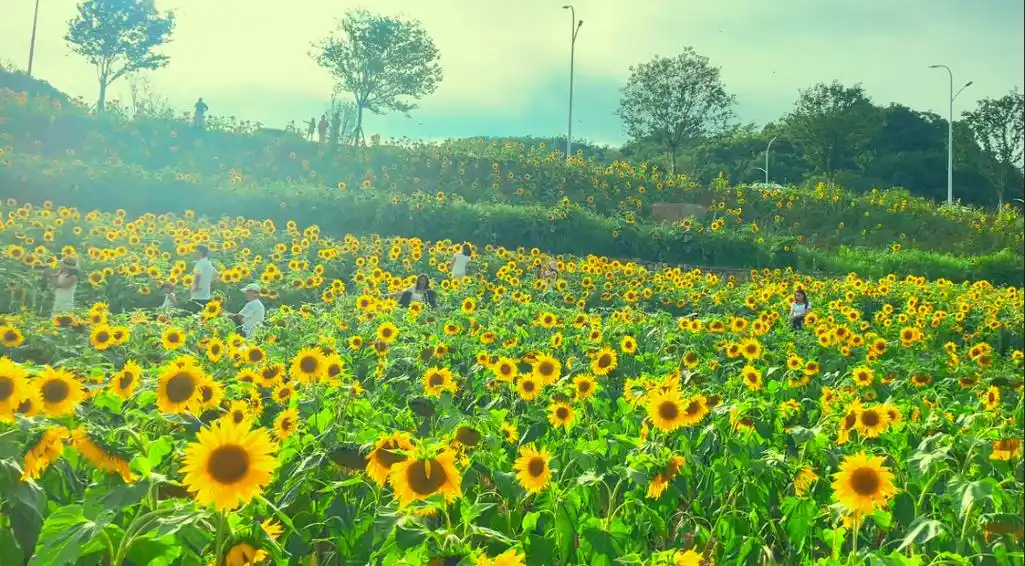 拍照约起来!贵阳这个地方的向日葵花海美翻了