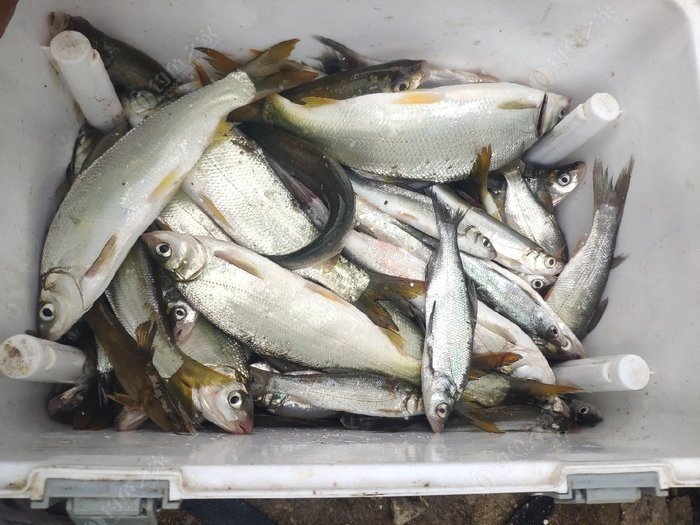 只有断竿断线人打窝,才算真正的爆护 - 钓鱼之家