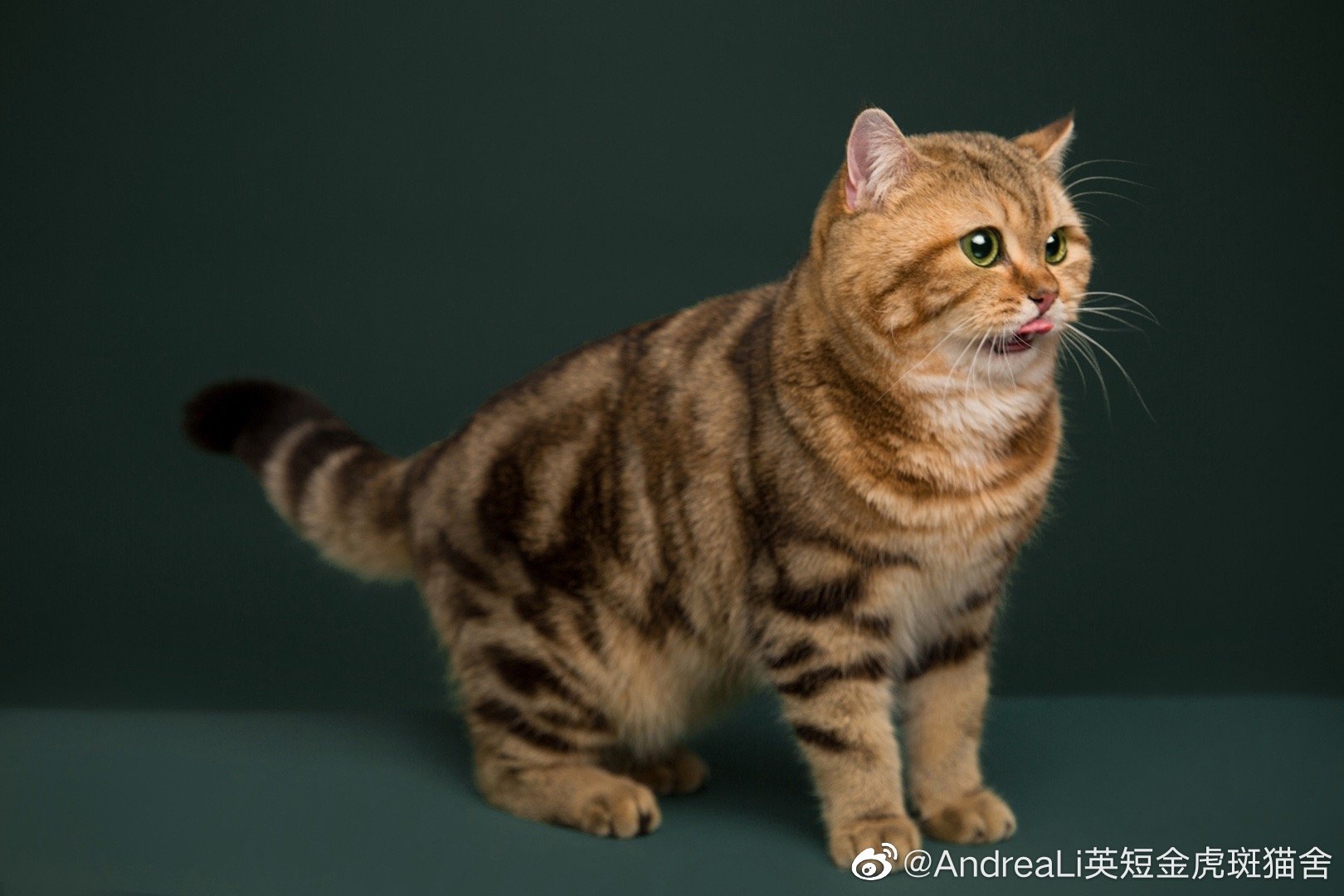 金渐层稀有色金虎斑ny22