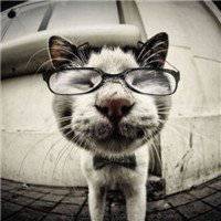 猫戴眼镜头像高冷可爱_微信头像图片大全