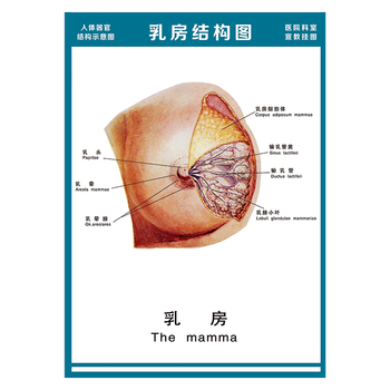 wsa51-15 乳房结构图 80*60厘米 覆膜防水pp贴纸
