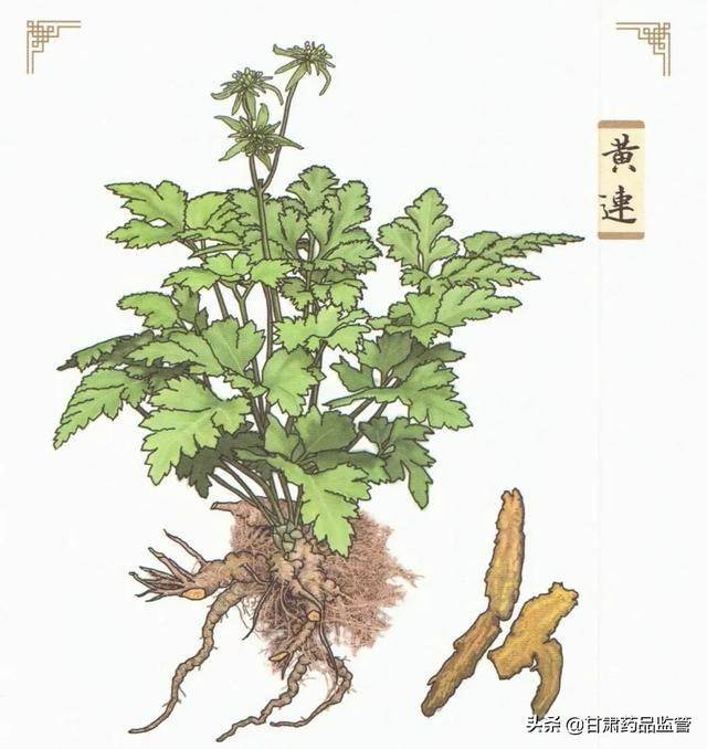 【科普】中药江湖里的"阮氏三雄"——黄芩,黄连,黄柏