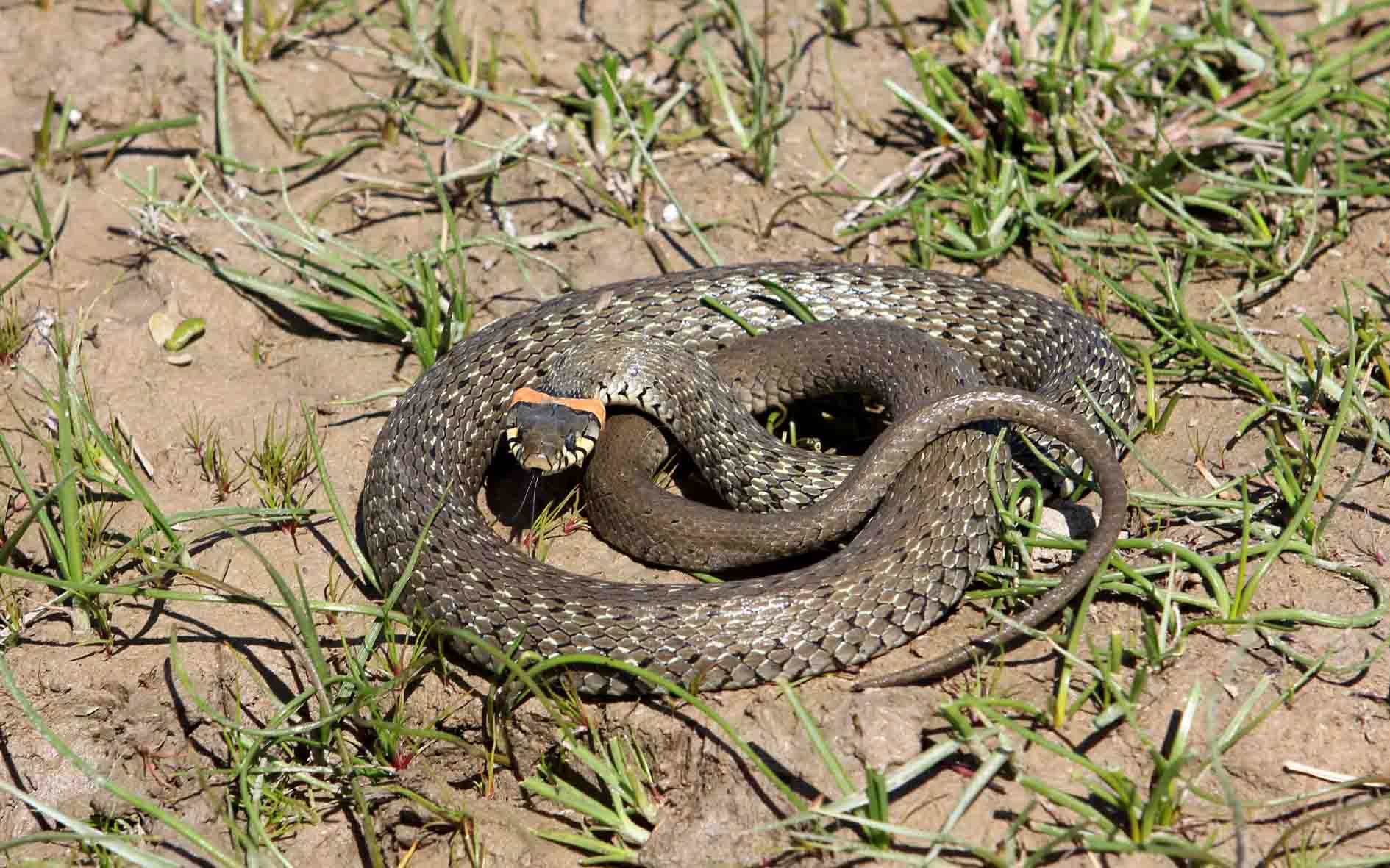 水蛇-作者-常佃学