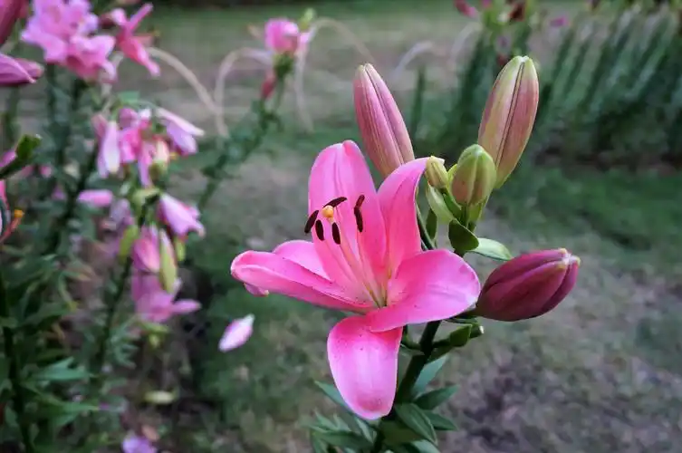 拍摄地点:无锡梅园横山风景区      金色十月,百合