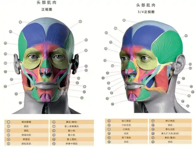 素描头像头骨肌肉解剖学习素材精选