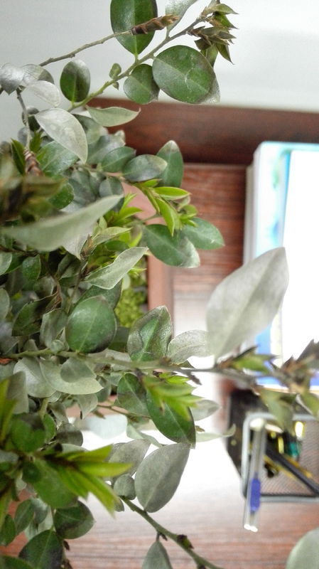 小叶紫檀,叶子成这样了,该怎么处理