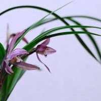 吉利大气的兰花头像 简约大气好看兰花头像【点击鼠标右键下载】