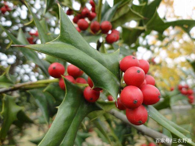 这树满身刺,曾当防盗树种植,但全身是宝,如今城里卖上千元一棵