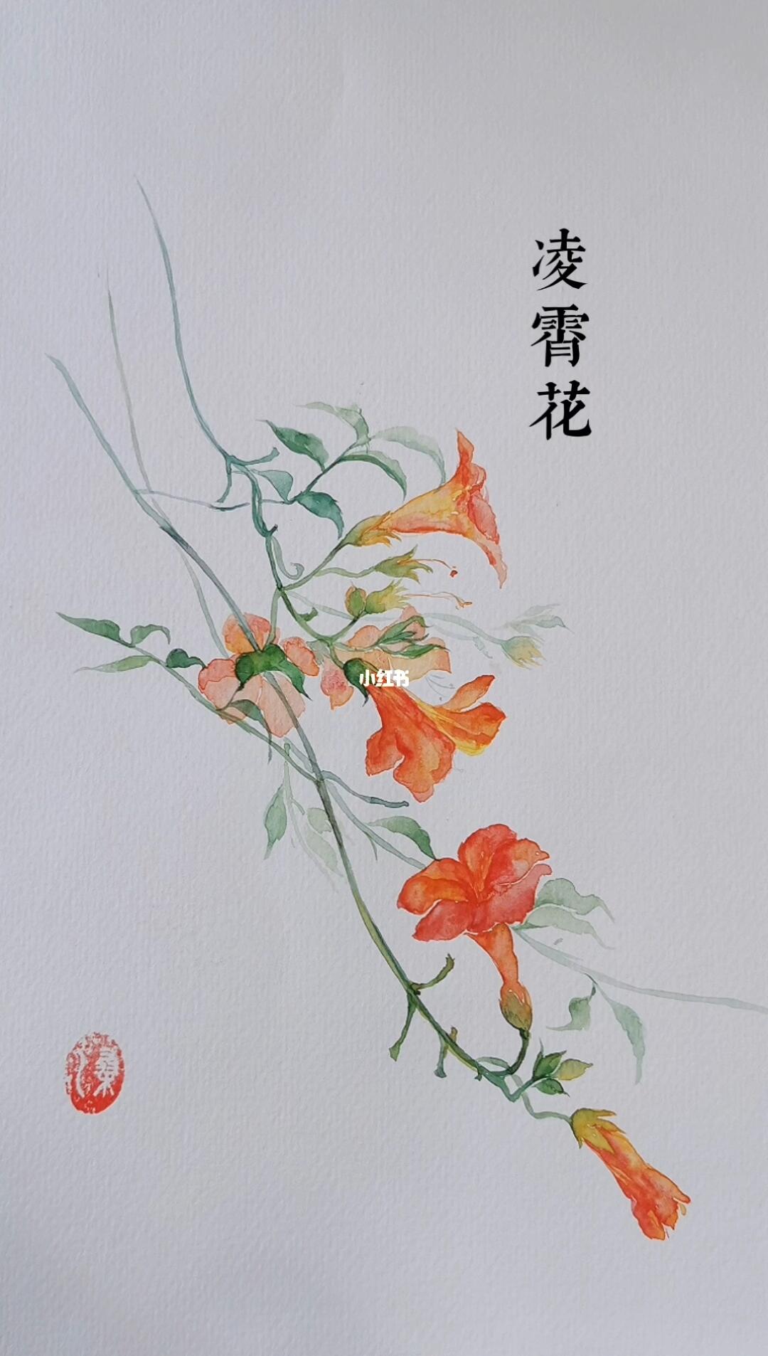 凌霄花水彩插画