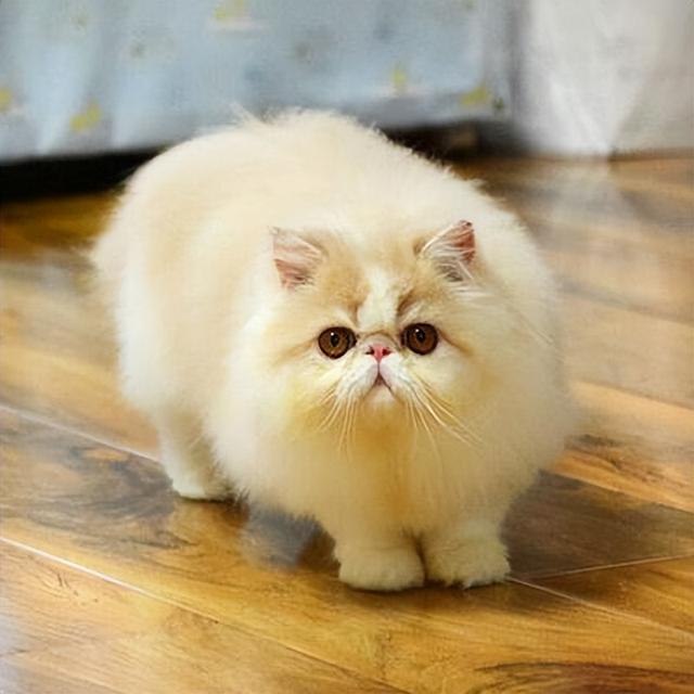 养了"加菲猫"大半年,有些话不吐不快,太真实了