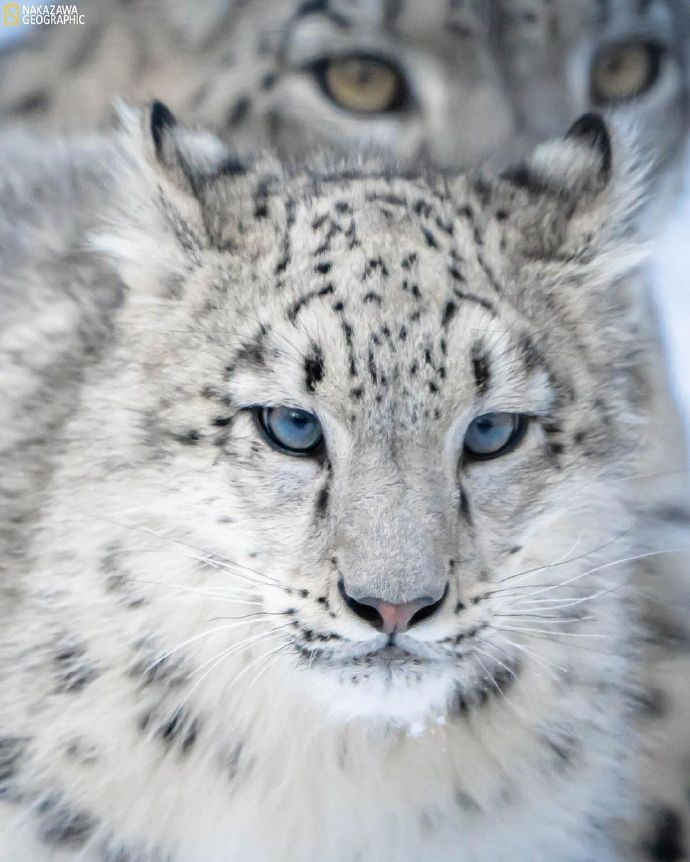 雪豹##野生动物