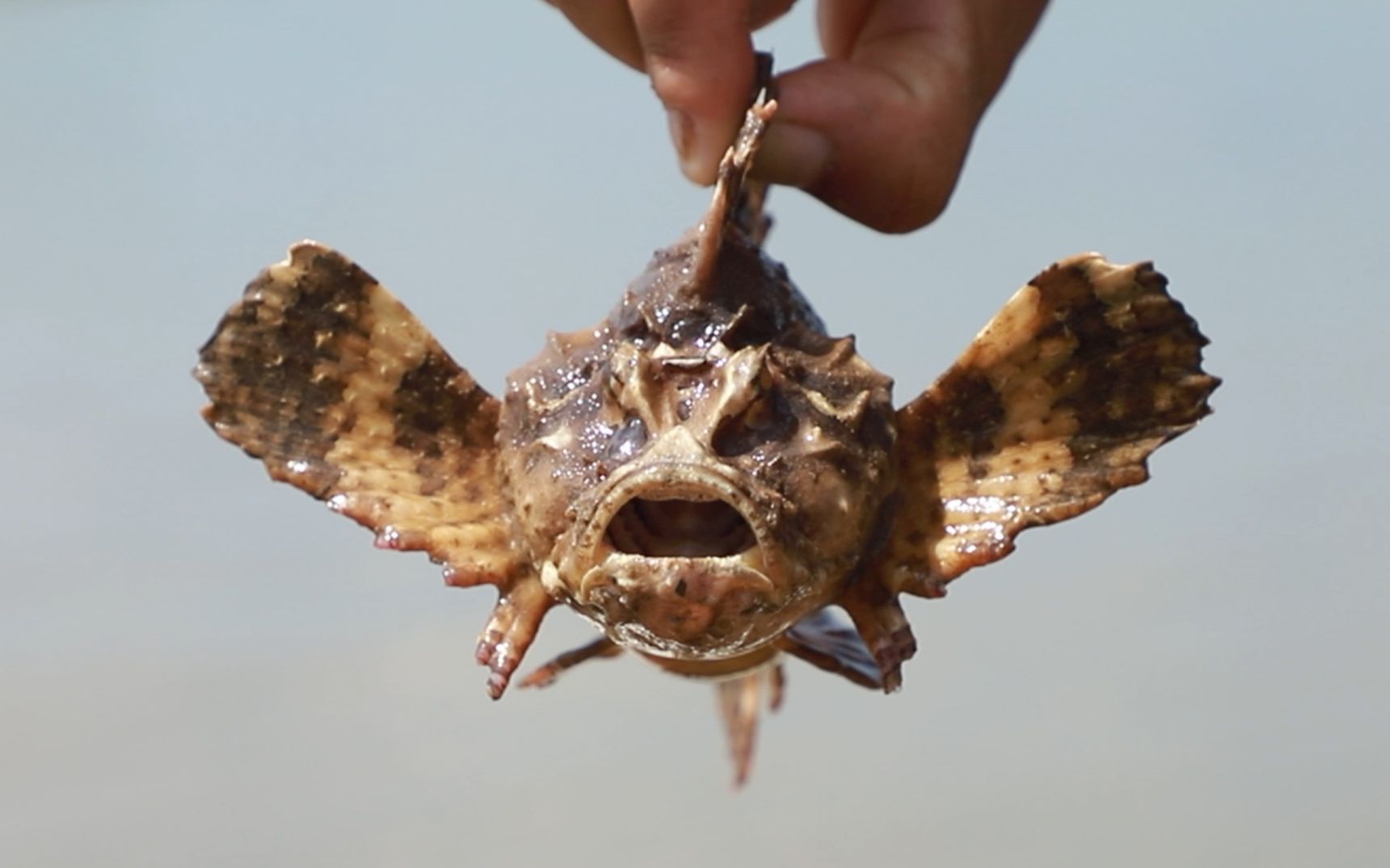 小渔收获"老虎鱼",虽然长的吓人,但是做出的鱼汤妈妈直称赞