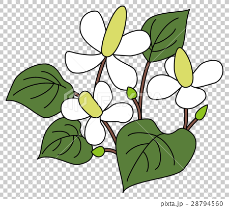 折耳根怎么画简笔画鱼腥草简笔画上色看过该简笔画的同学还看了:●超