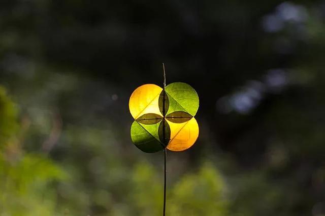 赏心悦目,净化心灵的美