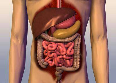 肚脐眼边上是那个内脏?