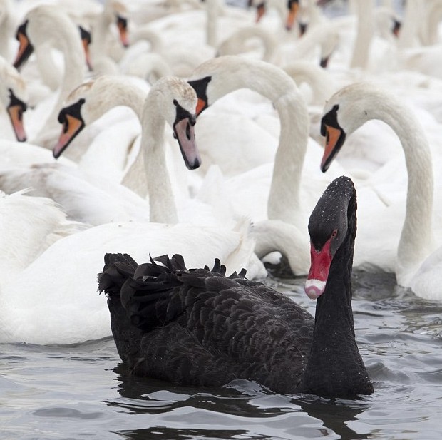 黑天鹅闯入白天鹅栖息地危险重重_时尚频道_凤凰网