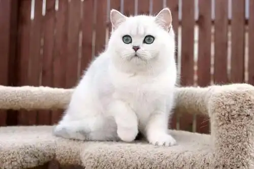 【联萌国际名宠】银渐层