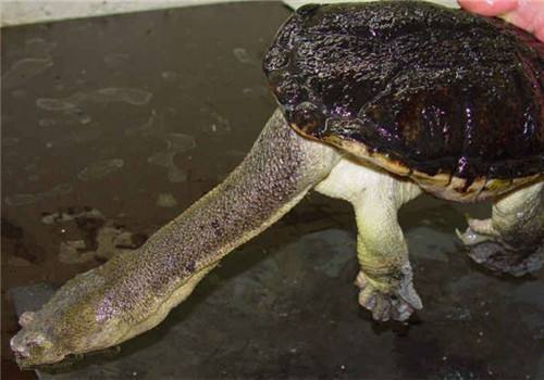 世界上脖子最长的乌龟,外表呆萌可爱,脖子就占身体的一半!