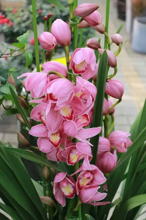 花卉行业动态-***吉祥花 ***送什么花好-花卉产业网