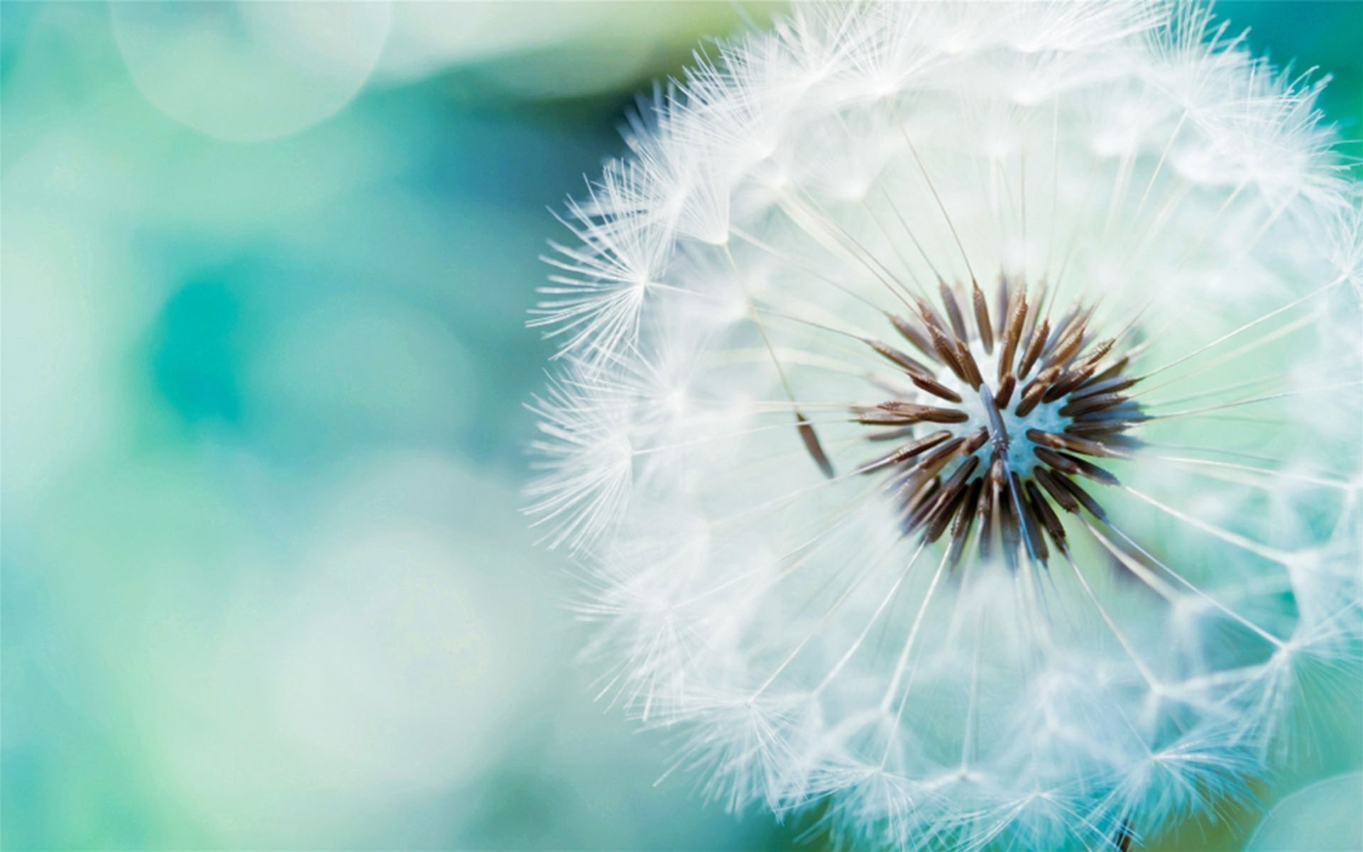 精美花卉摄影唯美高清桌面壁纸