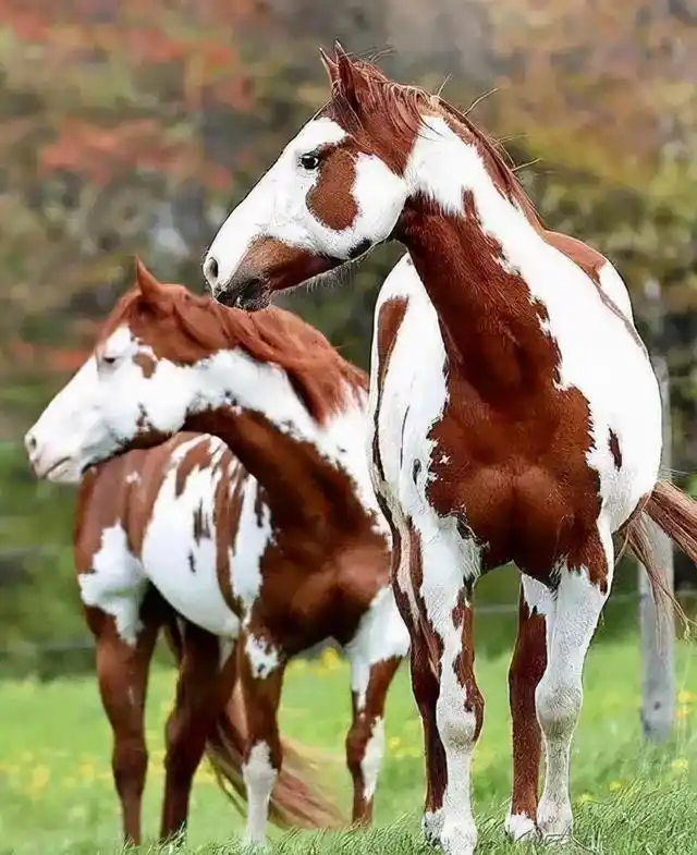 全球八大名马一马值千万你认识几匹