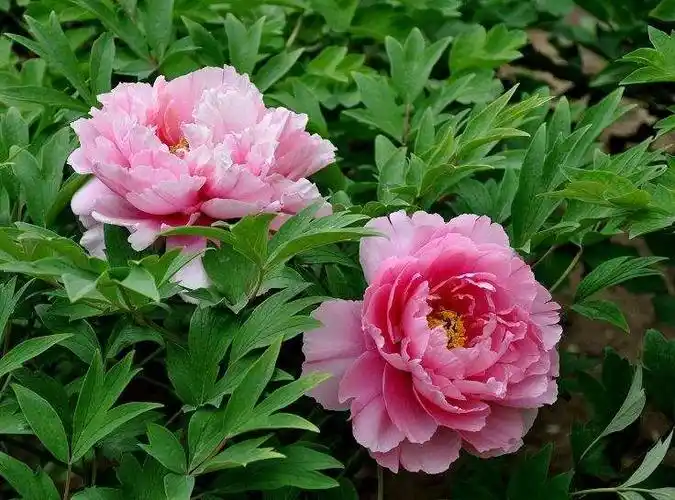 姹紫嫣红 牡丹花开