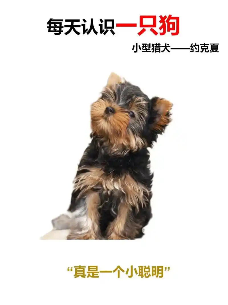 每天认识一只狗——约克夏.#狗狗 #新手养狗 #约克夏 约克 - 抖音
