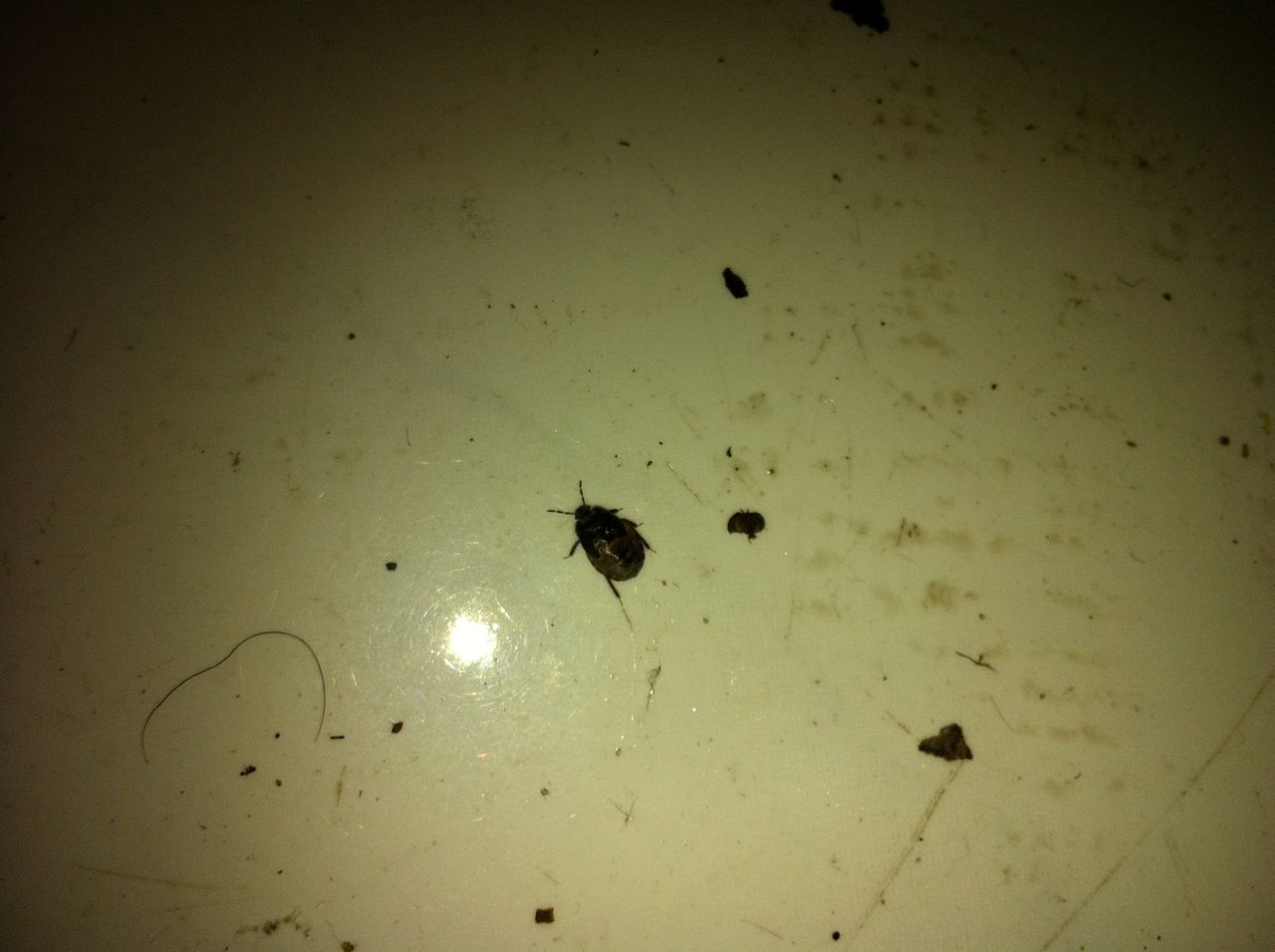家里最近出现好多这样的黑色的小虫子