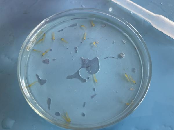 长江源关键鱼类实现规模化人工繁殖,成功孵化2万尾小头裸裂尻鱼