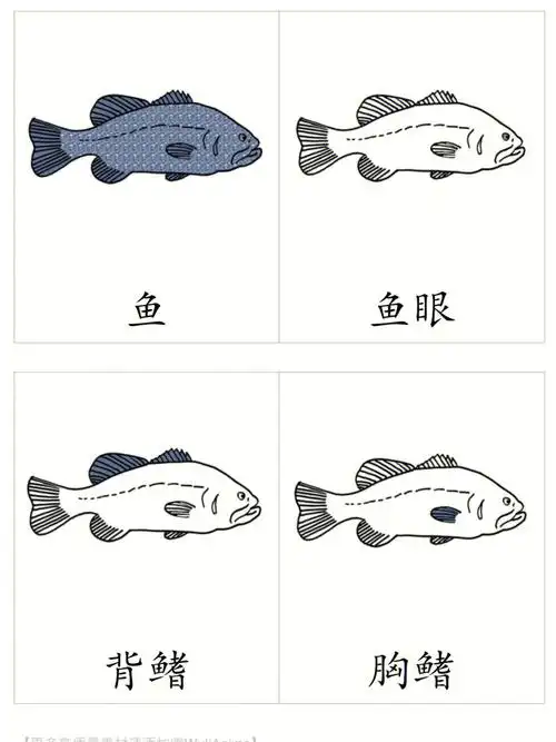 蒙氏电子素材鱼的身体部位三段卡