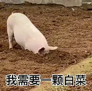 300_299gif 动态图 动图