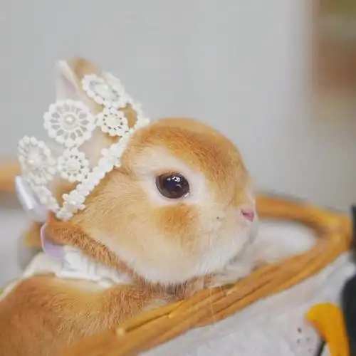 相关标签 兔子可爱呆萌软萌萌宠 内容简介 2021年最萌兔兔头像图片