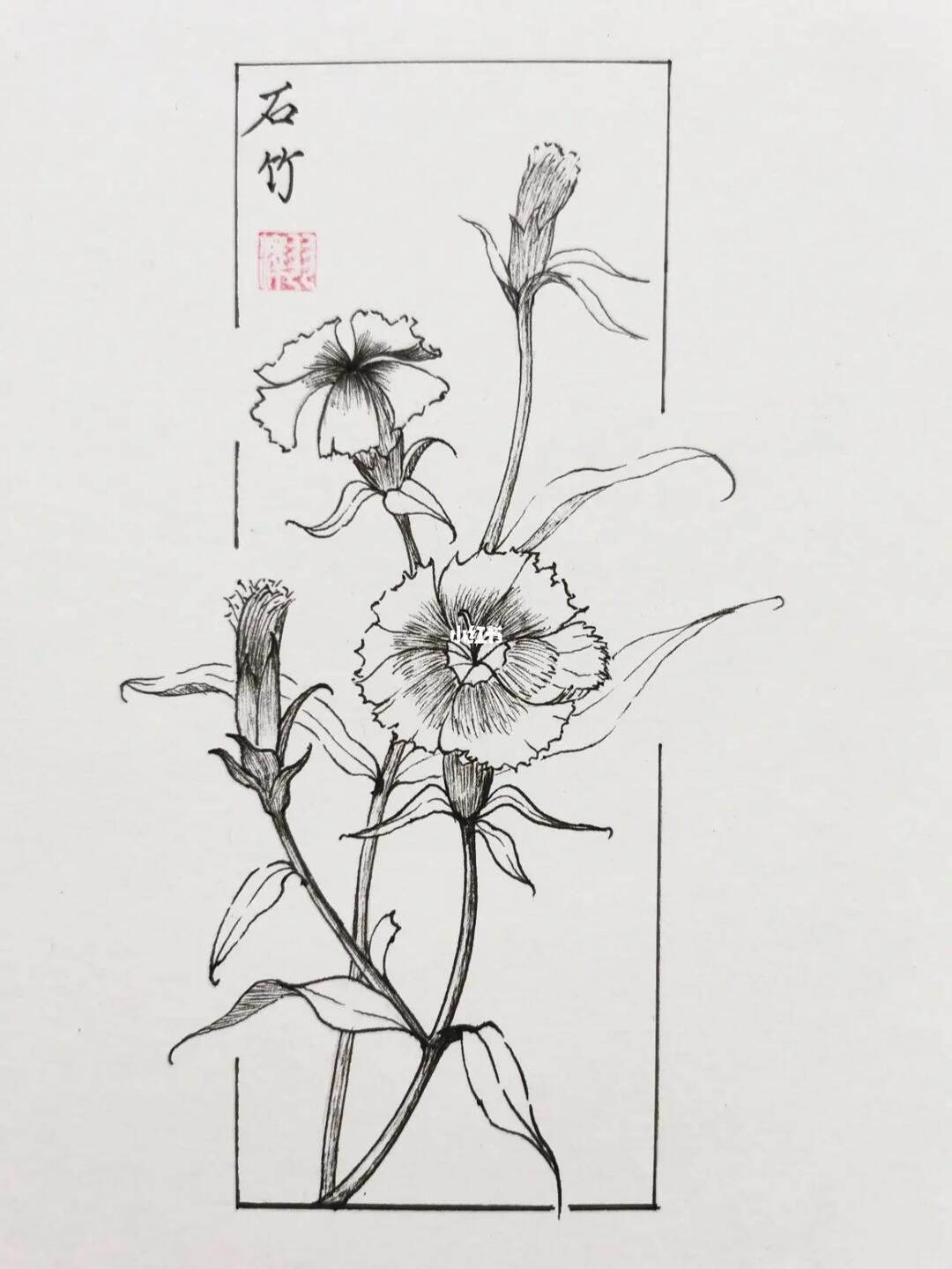 每日一画植物速写石竹