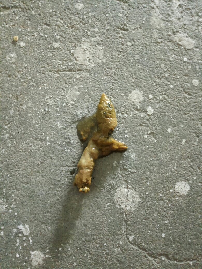 五十多天的金毛,拉屎感觉有点稀,但又感觉像油.