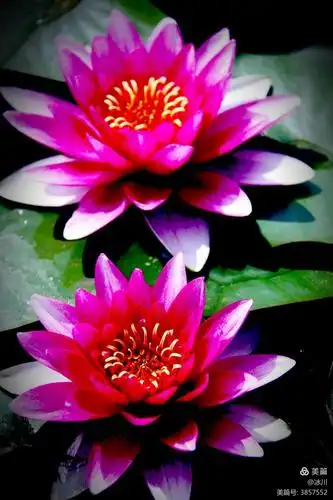 其它 睡莲之悟 写美篇2018年6月17日至18日拍摄与银川花博园 一,荷花