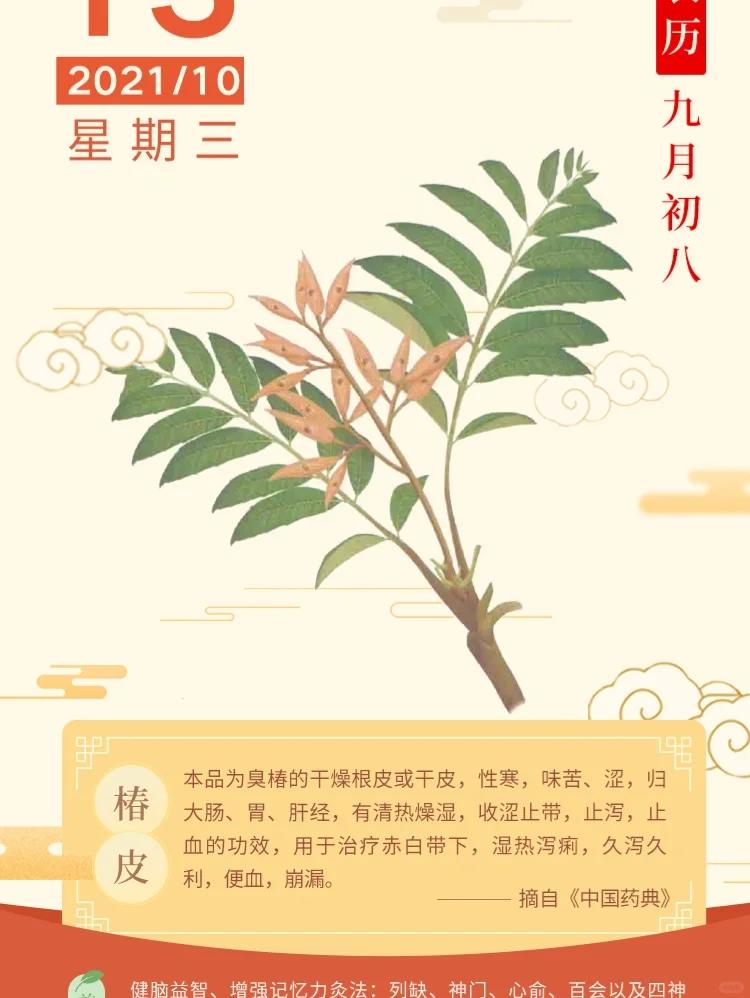 椿皮:清热燥湿的天然良药 🌿