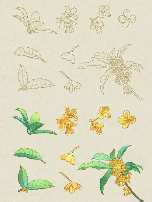 photoshop (sai procreate csp皆可)手绘板 手绘笔桂花树真实照片参考