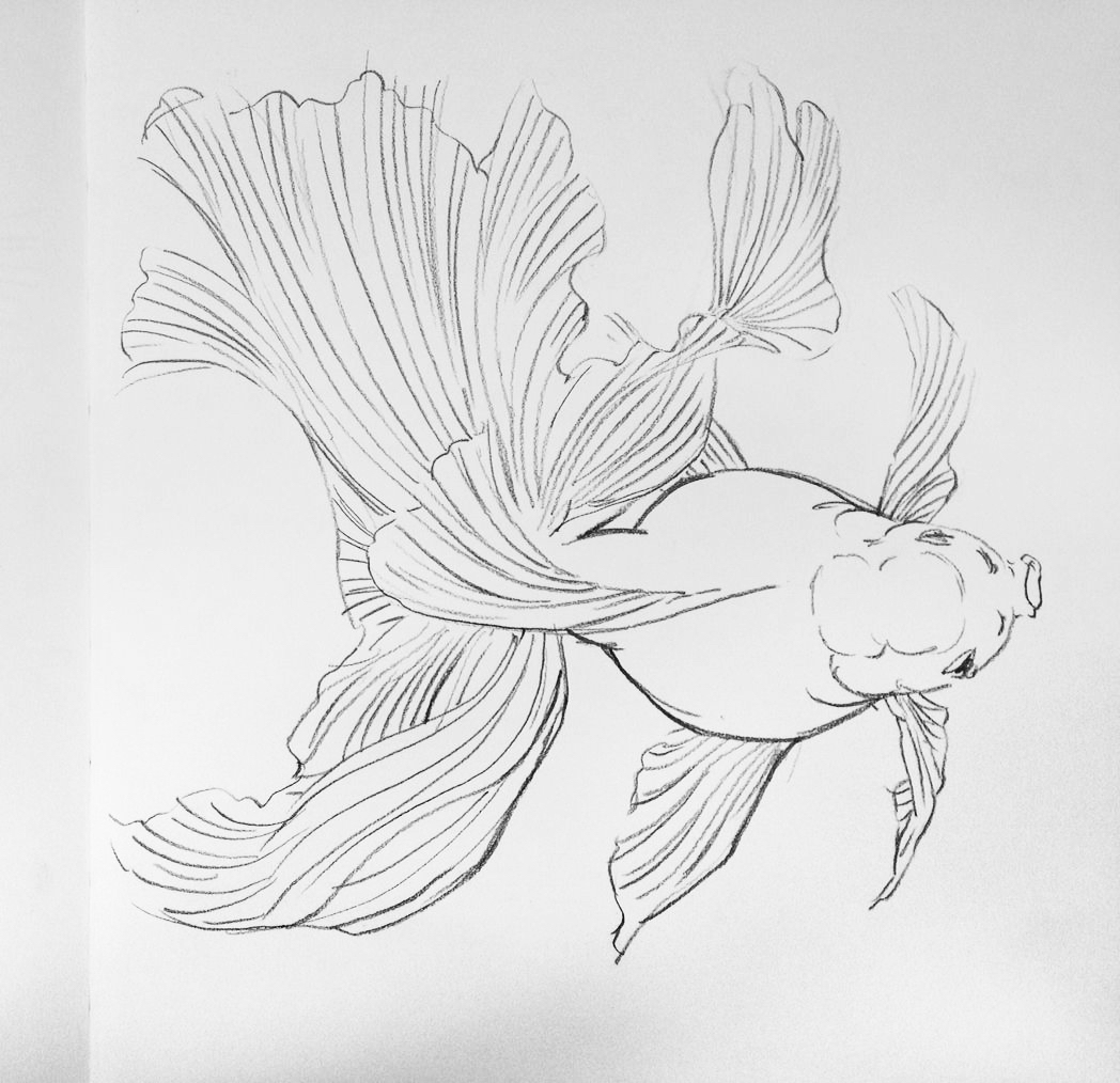 金鱼白描线稿资料,尽管拿走