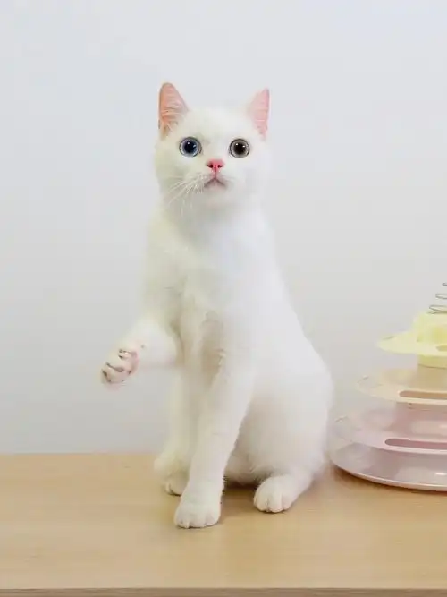 精品纯白异瞳鸳鸯眼英短妹妹