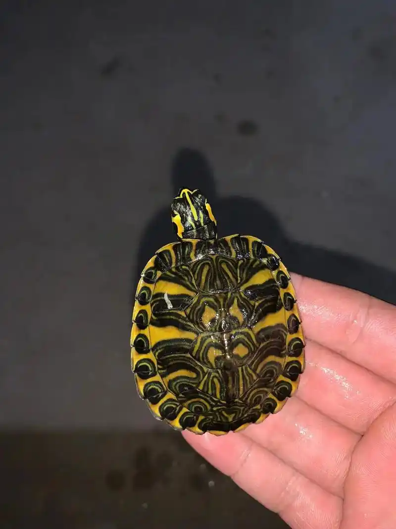 黄耳龟  天花板  欢迎鉴赏  图中有亮点  - 抖音