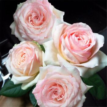 月季花蒙娜丽莎花浓香粉色四季开花盆栽玫瑰花 蒙娜丽莎【大苗】 不含