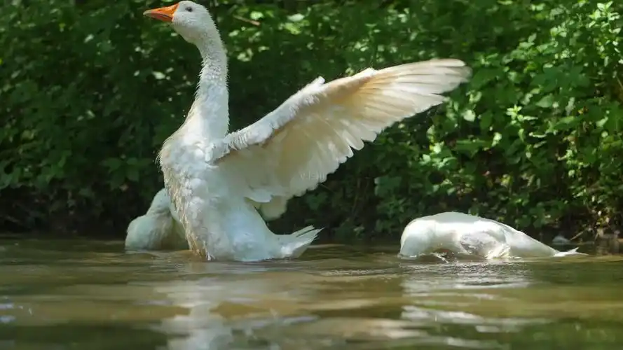 湖面大白鹅扑腾翅膀_1920x1080_高清视频素材下载(编号:2390539)_实拍